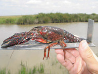 El cangrejo rojo americano en el sistema socio-ecológico de Doñana